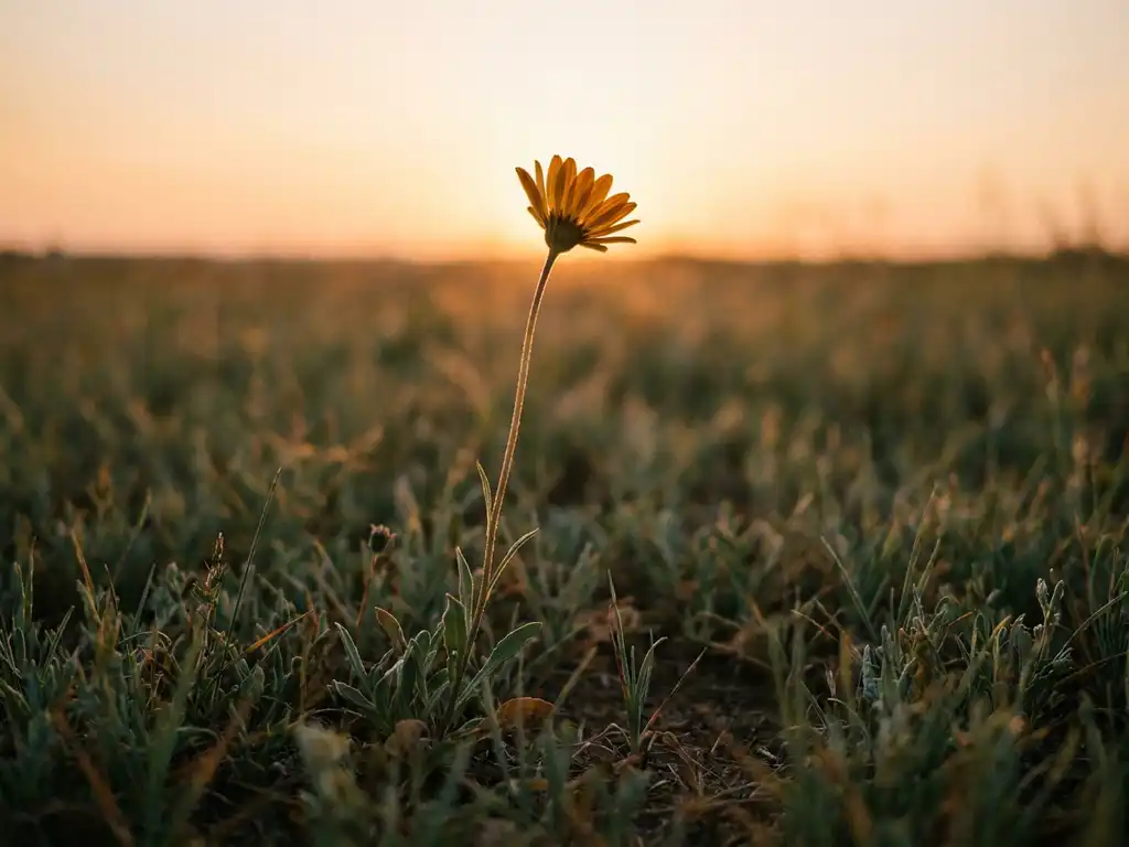 Tall amber-gold wildflower rising above a blurred field of short grass in soft morning backlight, shot from a low angle.